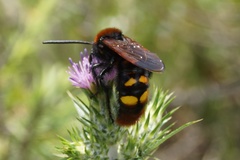 Megascolia maculata