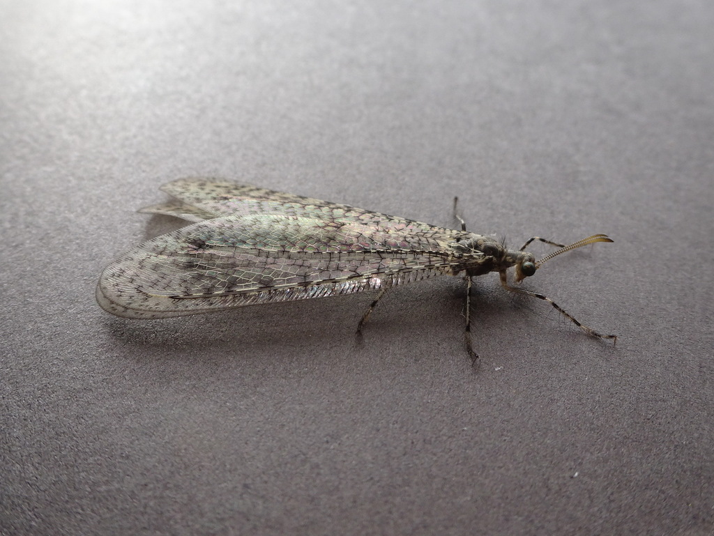 Sericoleon paessleri