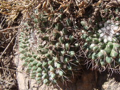 Mammillaria craigii