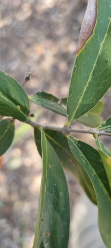 Image of Notelaea microcarpa by (c) murrayoke, some rights reserved (CC BY)