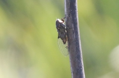 Amphipsalta cingulata