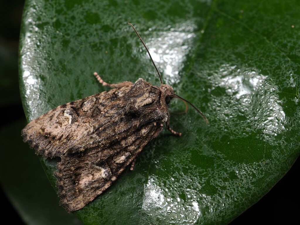 Nyctycia