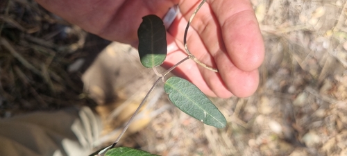 Image of Parsonsia lanceolata by (c) murrayoke, some rights reserved (CC BY)