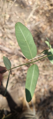 Image of Parsonsia lanceolata by (c) murrayoke, some rights reserved (CC BY)