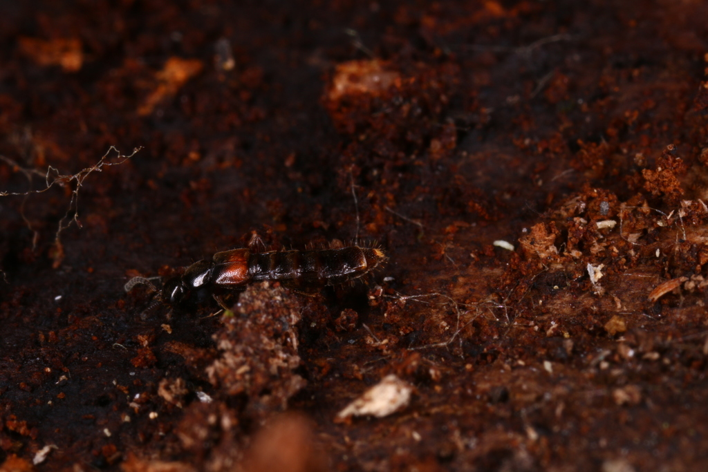 Phloeopora teres