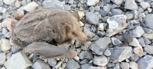 Mexican Long-tongued Bat