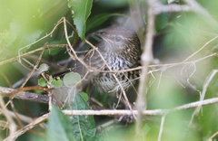 Poodytes punctatus vealeae