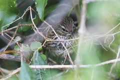 Poodytes punctatus vealeae