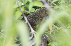 Poodytes punctatus vealeae