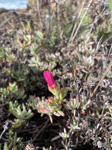 Malephora crocea