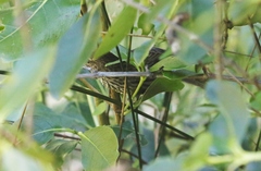 Poodytes punctatus vealeae