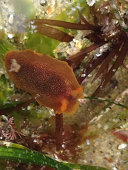 Doriopsilla albopunctata