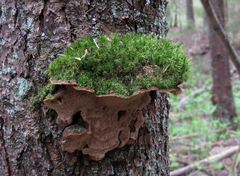 Phellinus chrysoloma