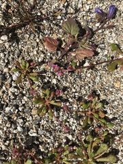 Calyptridium arizonicum