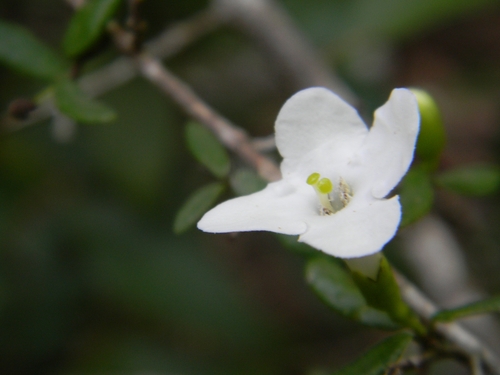 Bourreria tomentosa, photograph 4