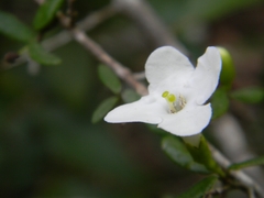 Bourreria tomentosa, photograph Dayron Breto, CC BY, iNaturalist via GBIF
