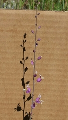 Streptanthus glandulosus glandulosus