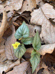 Viola hastata