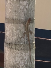Anolis sagrei