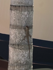 Anolis sagrei