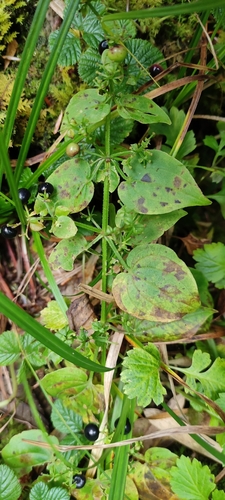 Image of Rubia cordifolia by (c) Subhadra Devi, some rights reserved (CC BY)