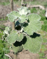 Malacothamnus fremontii