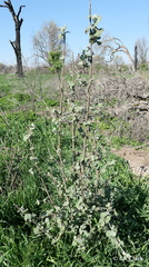 Malacothamnus fremontii