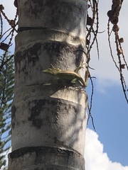 Anolis carolinensis