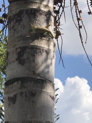 Anolis carolinensis