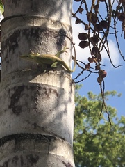 Anolis carolinensis