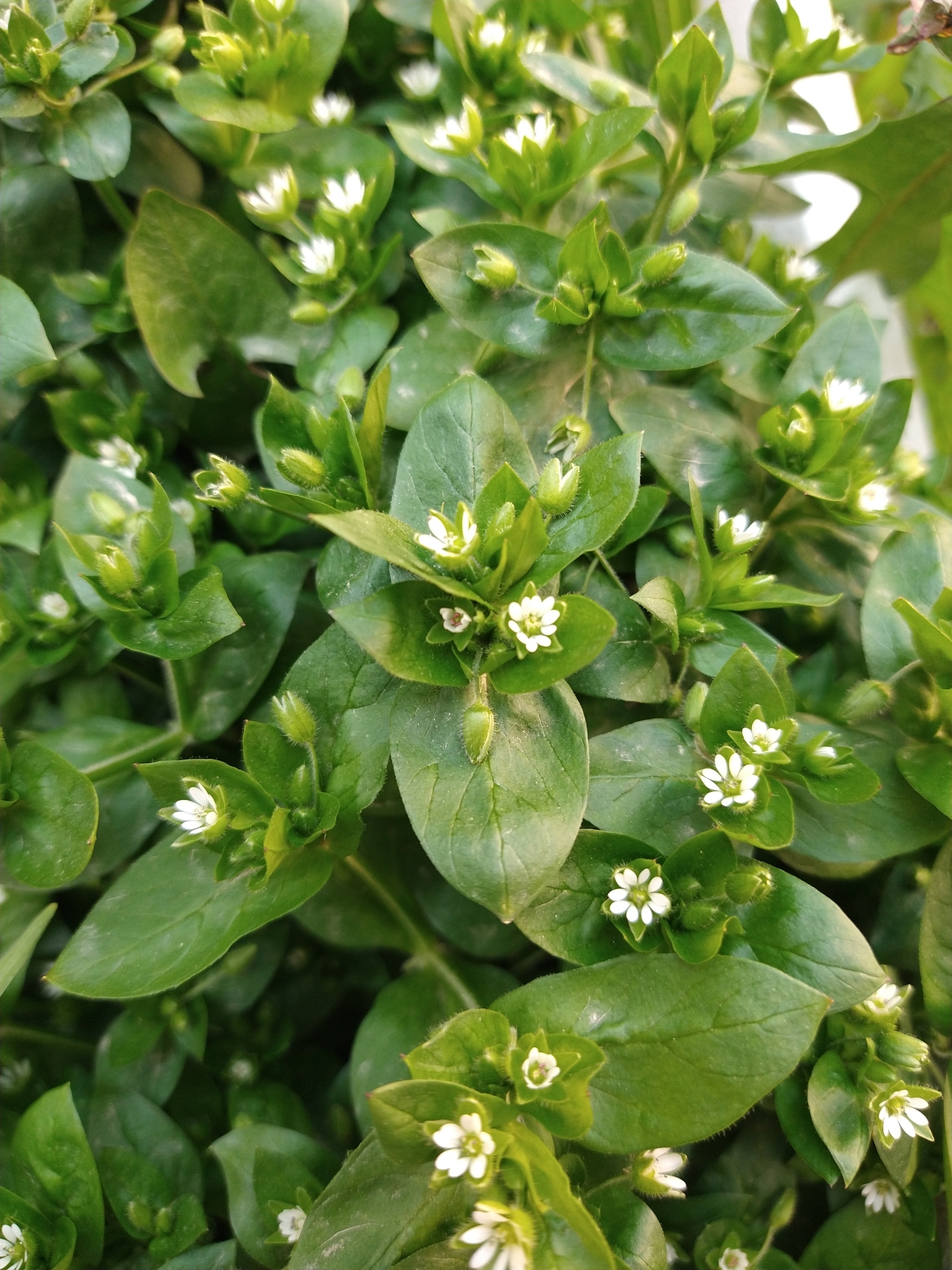 Stellaria media — photo 1