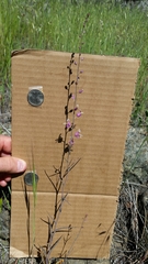 Streptanthus glandulosus glandulosus