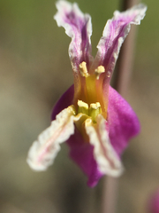 Streptanthus glandulosus glandulosus