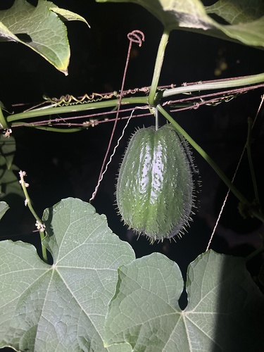 Sicyos edulis
