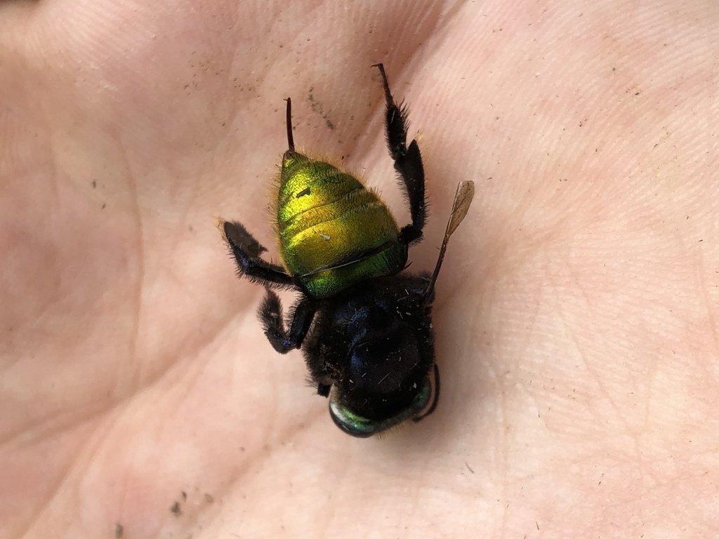 Three-sectioned Orchid Bee