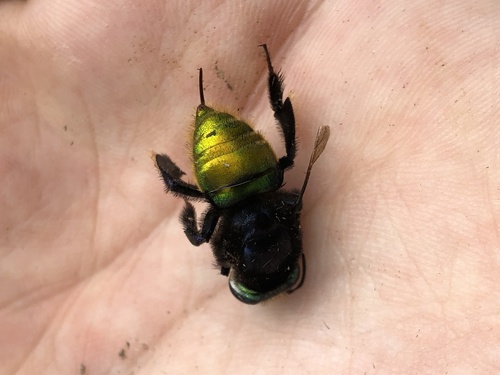 Three-sectioned Orchid Bee