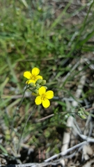 Physaria tenella