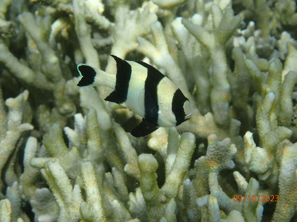 Blacktail Damselfish