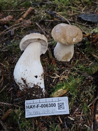 Boletus edulis