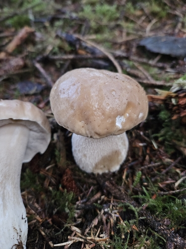 Boletus edulis (Photo 2 of 4)