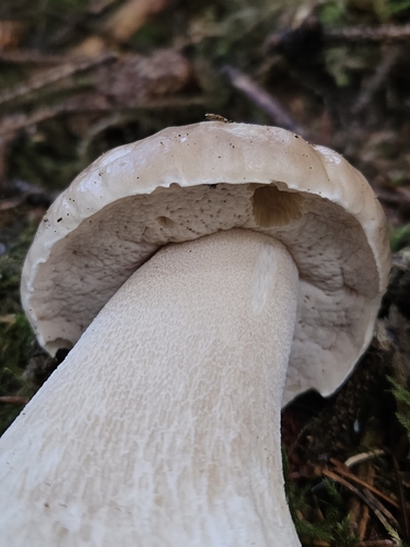 Boletus edulis (Photo 3 of 4)