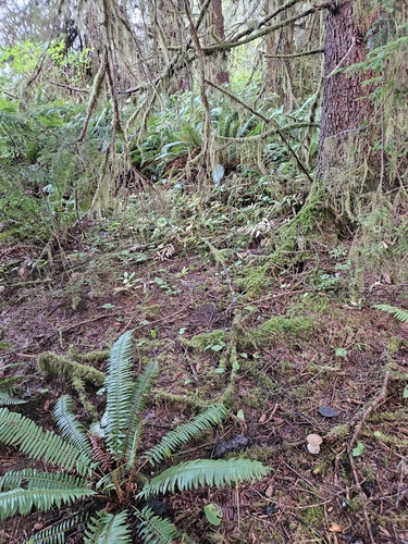 Boletus edulis (Photo 4 of 4)