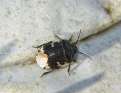Tritomegas bicolor