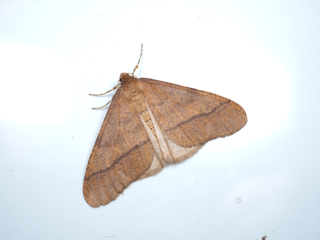 Erannis golda