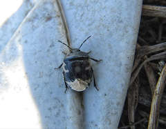 Tritomegas bicolor