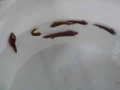 Apletodon dentatus