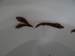 Apletodon dentatus