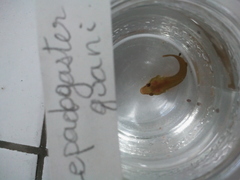 Apletodon dentatus