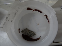Apletodon dentatus