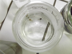 Taurulus bubalis